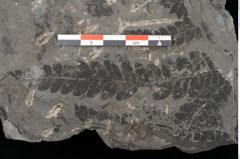 Foto (Detailansicht) von Acrostichites goeppertianus Sch. (NHMW-GEO-2024-0188-10525)